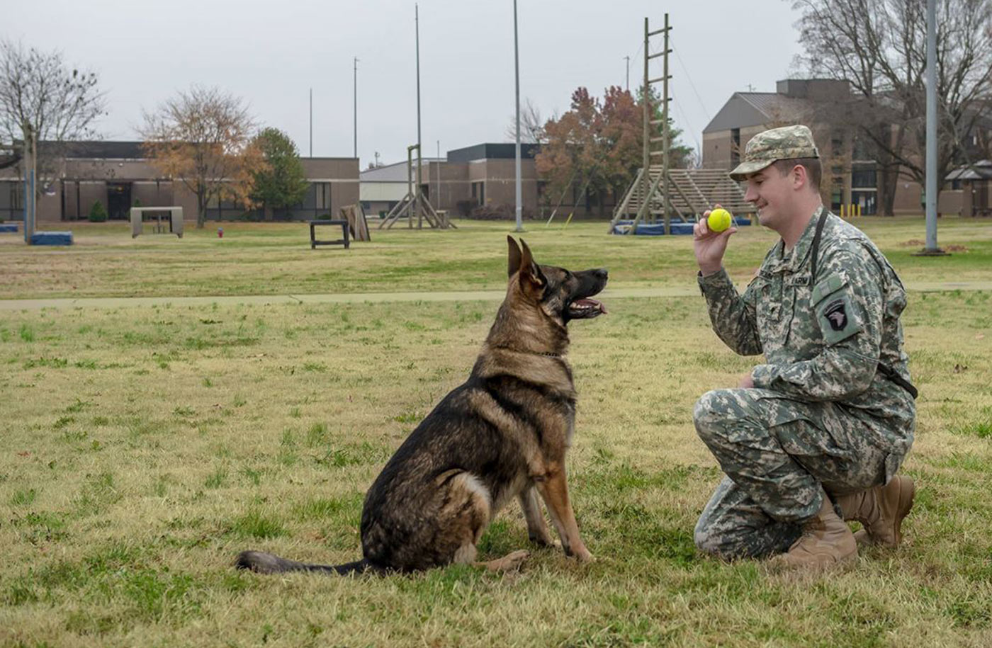 military service dog